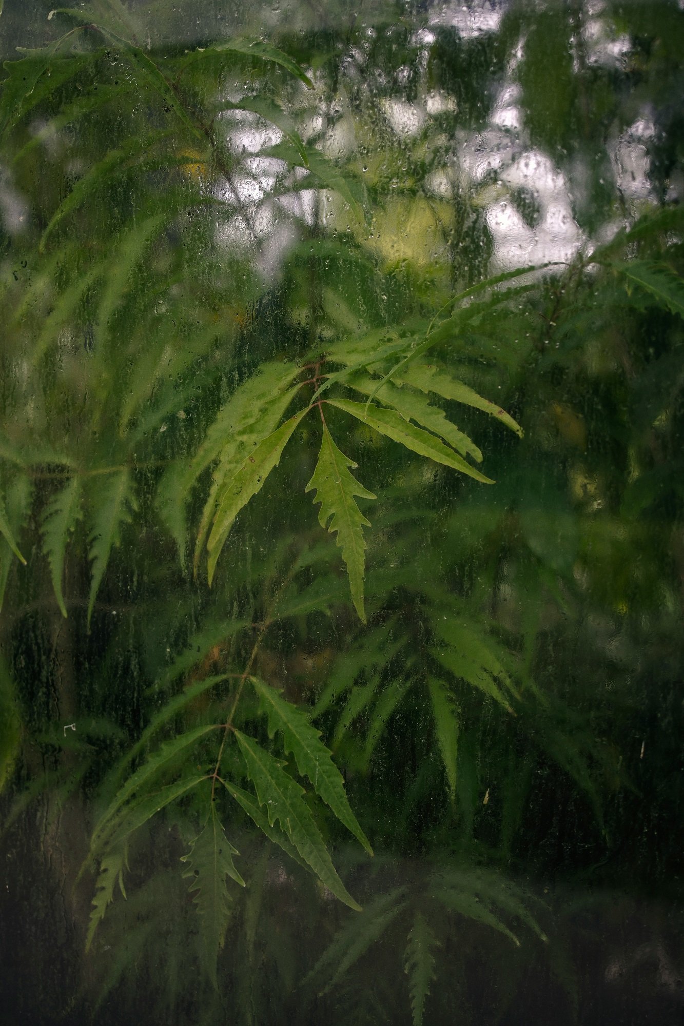 condensation sur feuilles