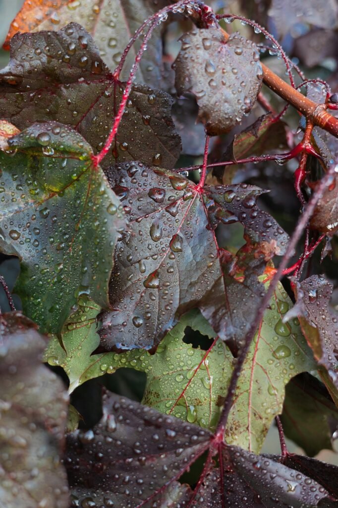 récupérer la rosée du matin